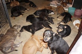 Mulher abriga 97 cães em casa, para protegê-los de furacão mortal.