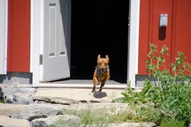 Como faço para meu cão não fugir, quando a porta estiver aberta?